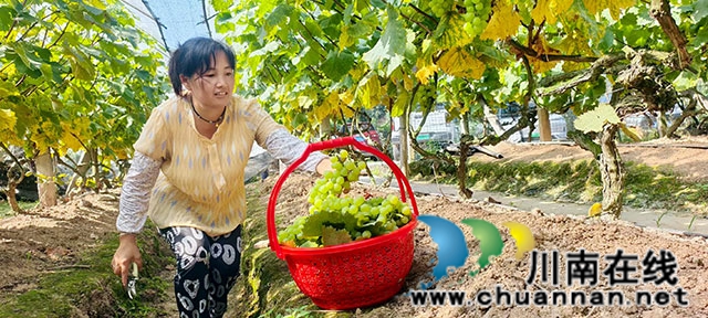 图2：村民葡萄园帮工剪葡萄.jpg