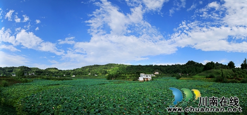 泸州市江阳区泰安街道“山色荷园·咀阳荷花”摄影大赛评选揭晓(图2)