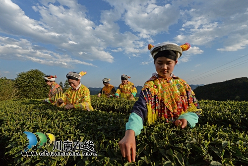 陈大刚：茶叶尖上的马嘶(图6)