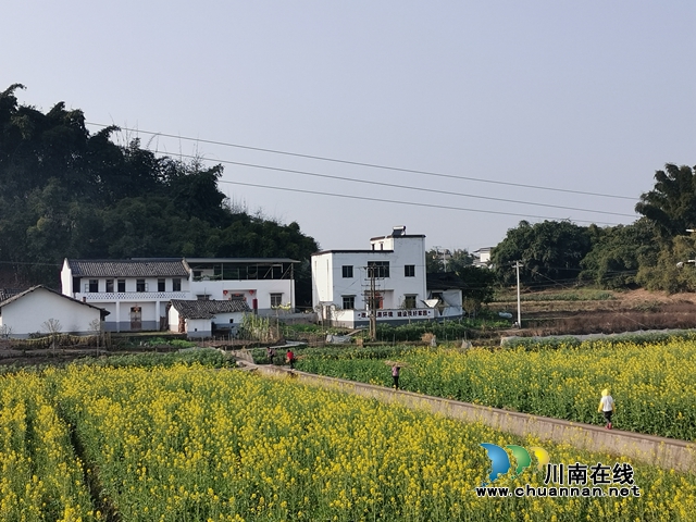 保安全 泸县谭坝油菜花海闭园谢客