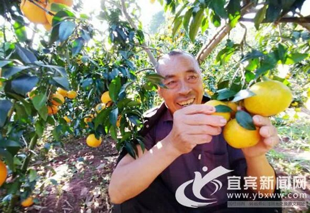 痛心!宜宾这里百万斤柑橘滞销!“求带走!”(图4) 痛心!宜宾这里百万斤柑橘滞销!“求带走!”(图4)
