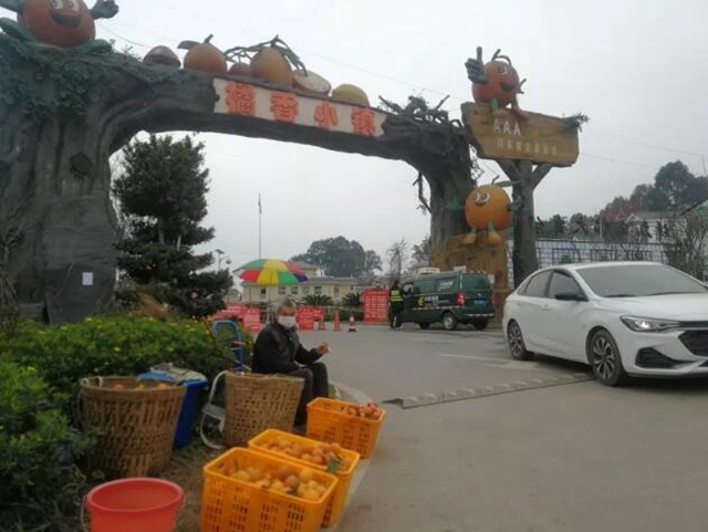 痛心!宜宾这里百万斤柑橘滞销!“求带走!”(图5) 痛心!宜宾这里百万斤柑橘滞销!“求带走!”(图5)