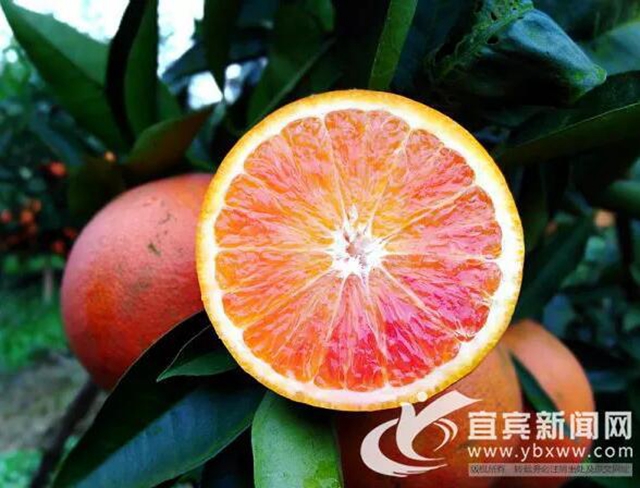 痛心!宜宾这里百万斤柑橘滞销!“求带走!”(图6) 痛心!宜宾这里百万斤柑橘滞销!“求带走!”(图6)