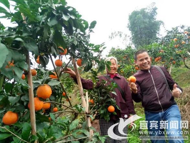 痛心!宜宾这里百万斤柑橘滞销!“求带走!”(图2) 痛心!宜宾这里百万斤柑橘滞销!“求带走!”(图2)