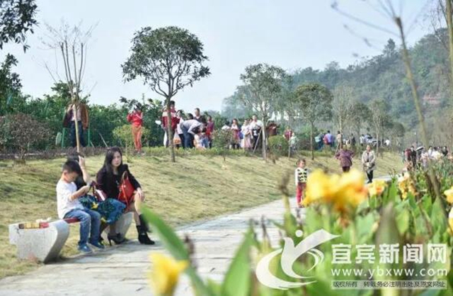 痛心!宜宾这里百万斤柑橘滞销!“求带走!”(图3) 痛心!宜宾这里百万斤柑橘滞销!“求带走!”(图3)
