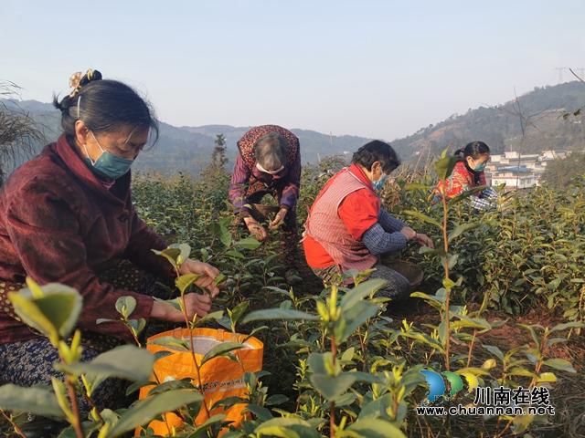 纳溪区法院：驻村工作队员参与疫情防控 护航春茶采摘复工(图3)