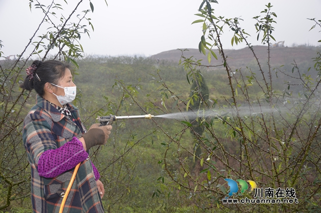 泸县太伏镇：荒芜“馒头山”变成致富“香饽饽”(图2)