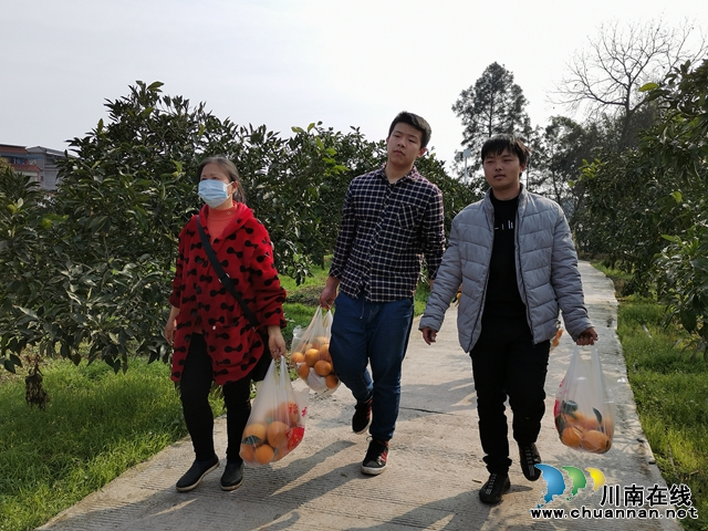 泸县龙马祠专业合作社邀请你品尝果子购买苗子