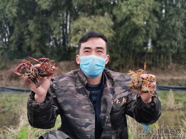  泸县：小小龙虾身价高 脱贫增收好帮手