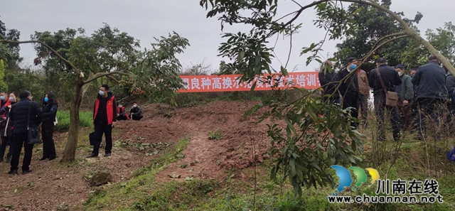泸州市龙眼良种高换示范项目技术培训会在太伏镇召开(图3)