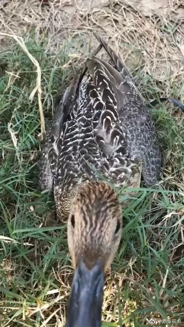 顶风作案！猎食野生动物，还发朋友圈炫耀(图5)