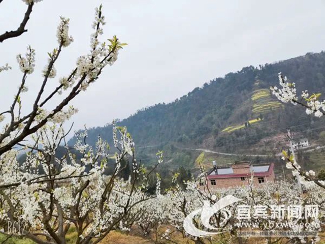 央视点赞宜宾的春花（美图、视频）