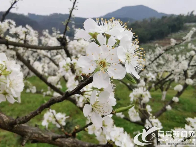 央视点赞宜宾的春花（美图、视频）(图2)