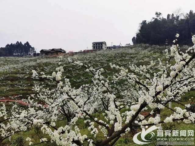 央视点赞宜宾的春花（美图、视频）(图3)