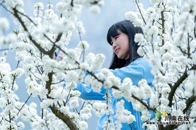 “云”赏泸州丨赤水河畔桃李芬芳，叙永这些地方美翻了！(图23)