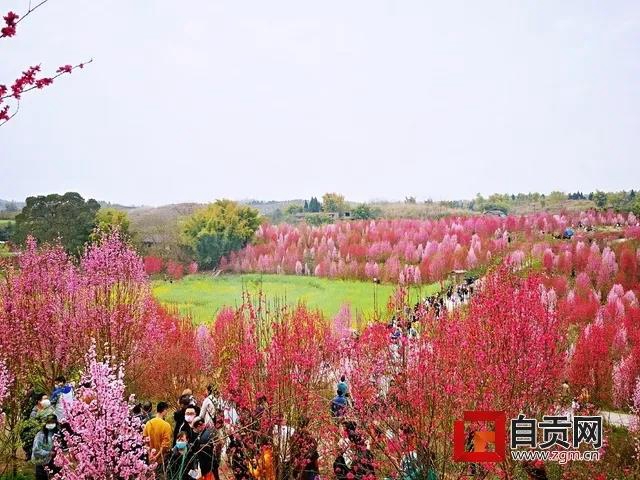 @自贡人：疫情未结束，请错峰赏花，切勿扎堆！