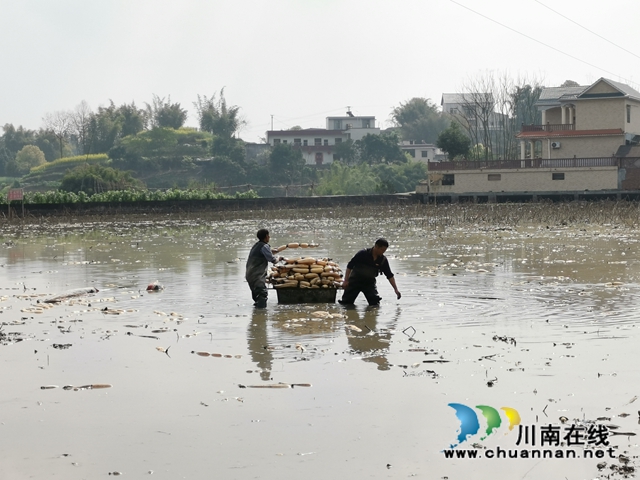泸县云龙镇：蔬果联姻促融合，多点开花促增收