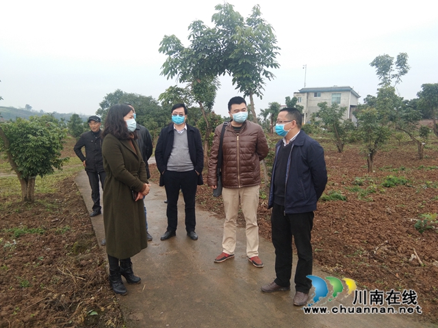 泸县政协副主席郑尚贵调研泸县龙眼良种高换示范项目(图2) 泸县政协副主席郑尚贵调研泸县龙眼良种高换示范项目(图2)