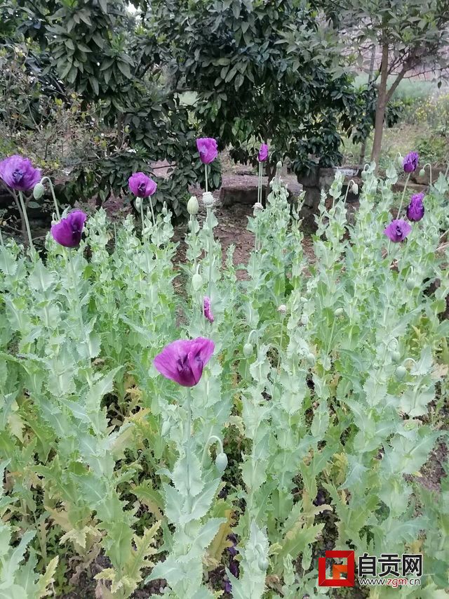 有人给她种子说是药，富顺农妇结果就在菜园里种出了(图2)