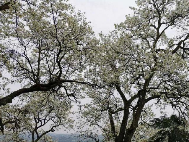 泸州的春天，原来是这样……(图19)