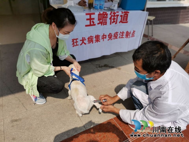 泸县玉蟾街道开展狂犬疫苗免费注射活动 