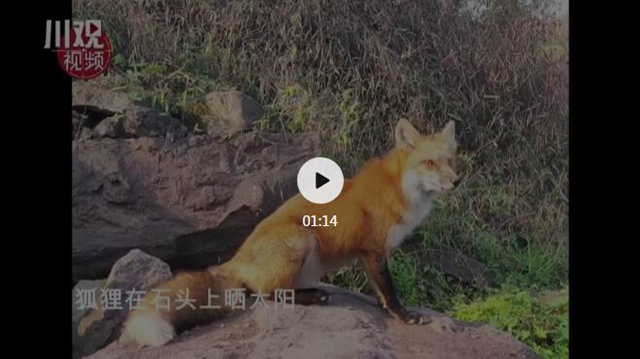 泸州一小区狐狸出没！爱拍照，不怕人，还爱吃火腿肠和肉包子(图1)