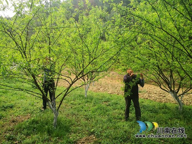 泸县玉蟾街道：李子挂果惹人爱，农户致富有盼头(图2)