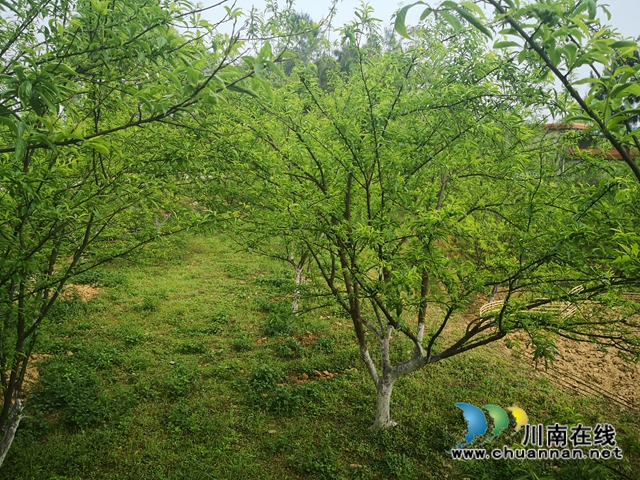 泸县玉蟾街道：李子挂果惹人爱，农户致富有盼头(图4)