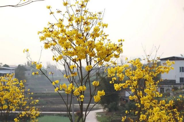 视频丨快来打卡 泸州泸县赏万株日本晚樱、黄花风铃木胜地(图3)