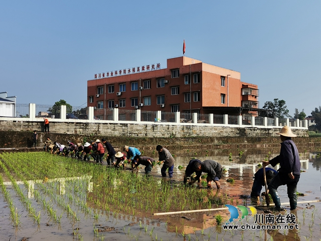 省农科院水稻高粱研究所：试验田里排阵插秧，农民复工播种丰收希望！(图1)