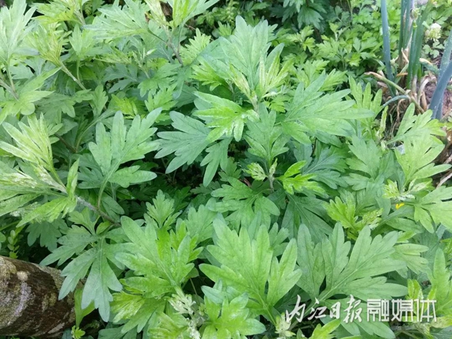 鲜美！春游内江寻野味(图9)