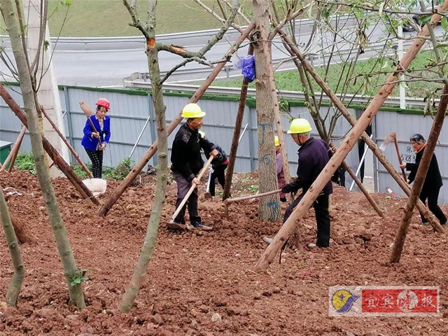 宜宾这个超大森林公园下月完工!风景独特功能丰富,有望成为长江封面(图2) 宜宾这个超大森林公园下月完工!风景独特功能丰富,有望成为长江封面(图2)