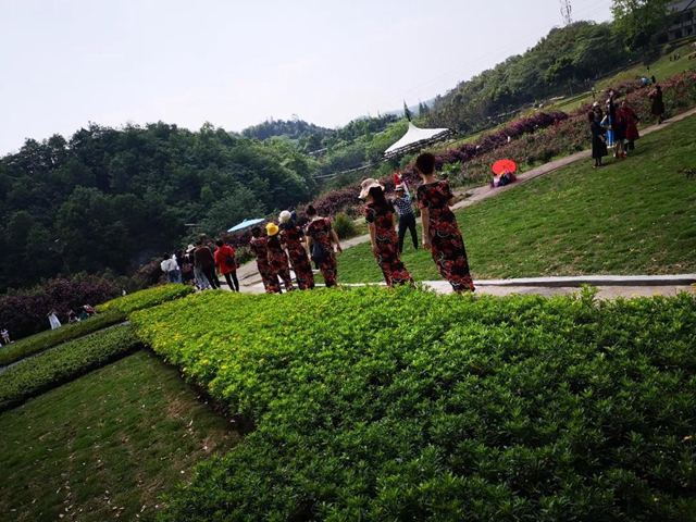 江阳蔷薇开了！来一套田园写真集不香吗？(图17)