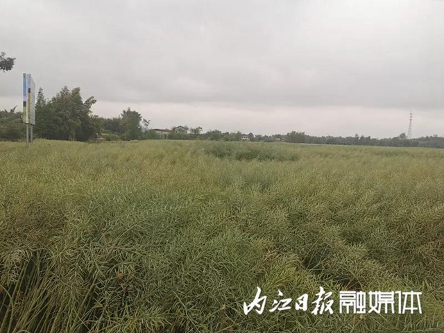 投入减少，产量增加！内江出了个神奇的东西