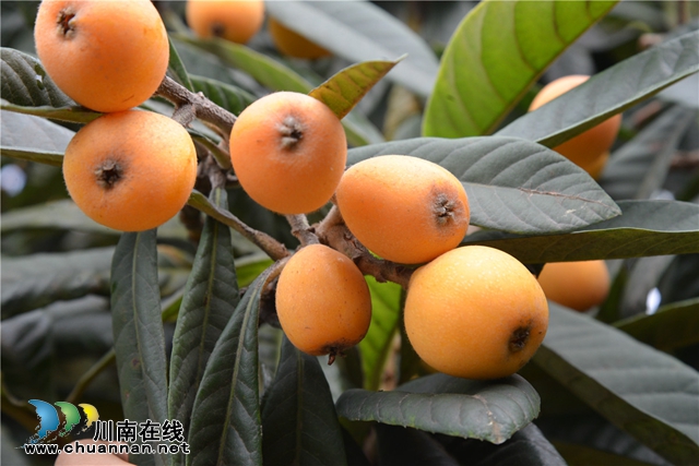 约起来！泸县白龙塔村千亩枇杷熟了！(图2)