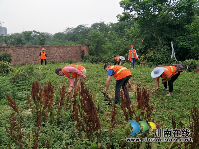 龙马潭区红星街道开展玉带河（红星段）面源污染暨违规种植专项整治行动