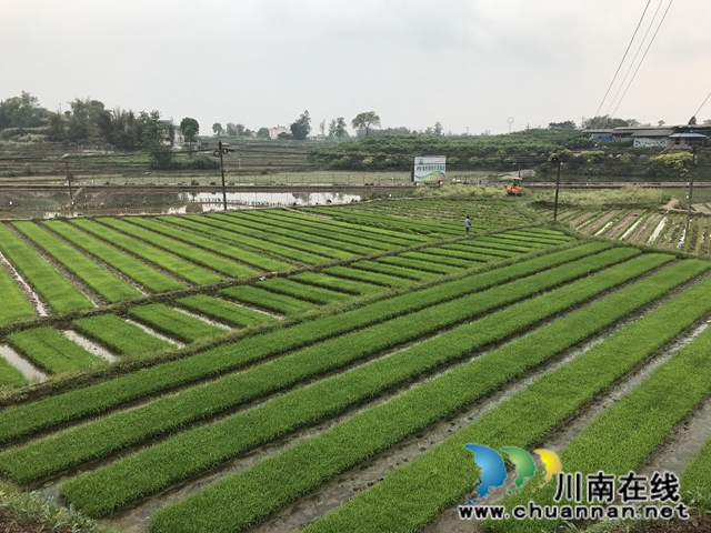 泸县：真情挥洒扶贫画笔  绘出民生美丽画卷(图2)