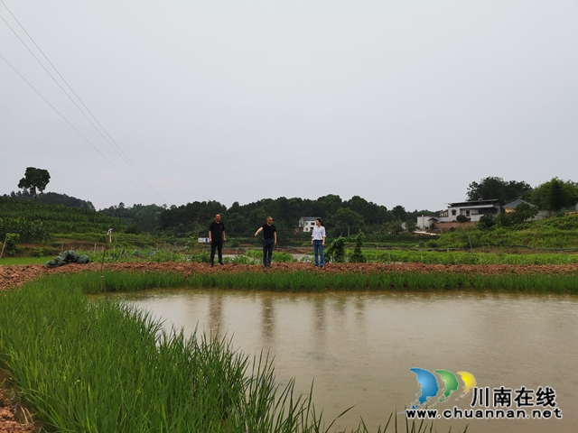 脱贫攻坚 泸县玄滩镇龙凤村飞来“金凤凰”(图4) 脱贫攻坚 泸县玄滩镇龙凤村飞来“金凤凰”(图4)