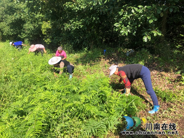合江梧桐山村陈良涛：回归梧桐村 栽好“梧桐树”