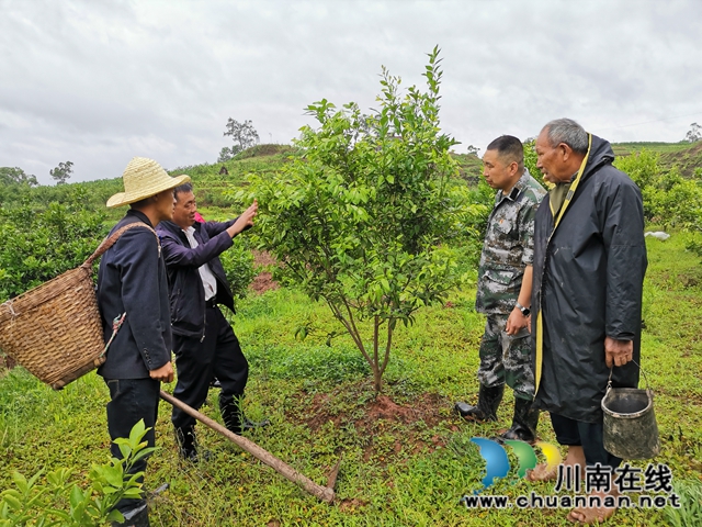 泸县太伏镇：驻村工作队成为沙河村“泥腿子”脱贫领路人(图2)