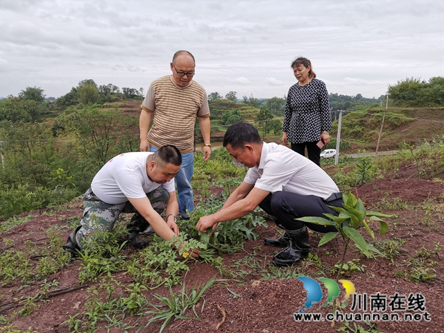 泸县太伏镇：驻村工作队成为沙河村“泥腿子”脱贫领路人(图4)