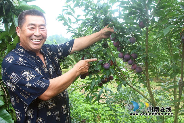 江阳区丹林镇：珍珠红李卖价高 六旬老人乐开怀(图1)