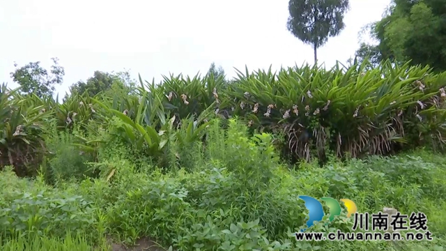 合江县鼓楼山村“海归”职业经理人邓启明：走出“小家”，心存“大家”(图3)