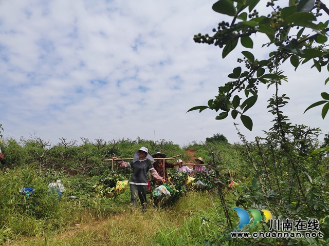 泸县太伏镇：返乡创业种藤椒，荒山长出摇钱树(图2)