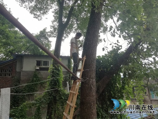 江阳区北城街道濂溪路社区：修剪危险树枝，消除安全隐患