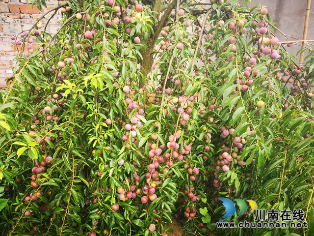 泸县云龙镇：压弯枝桠喜丰收，龙河村的致富果很甜！