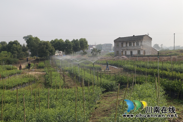 泸县太伏镇王湾村：党建引领夯基固本 “六联六强”，绘就善治乡村新画卷(图3)