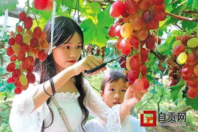“恐龙研学游 彩灯璀璨夜”精品线路推荐二：仲夏·采摘休闲之旅(图2)