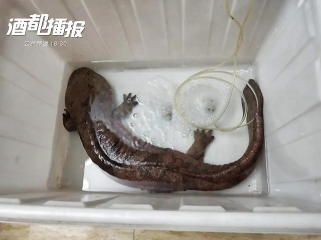 罕见！长1米！重15斤！宜宾江边发现一条娃娃鱼(图1)