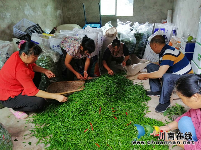 红高粱+红辣椒 泸县立石镇东林观村扶贫产业园映红脱贫路(图3)